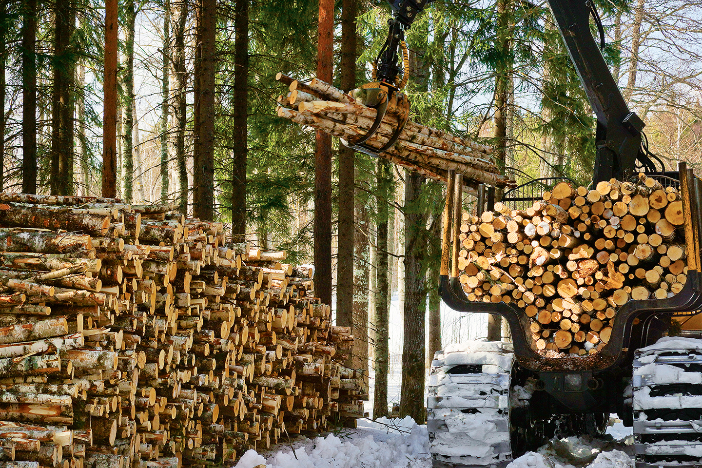 La forêt, milieu multifonctions