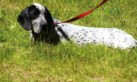 Les chiens d’arrêt régionaux