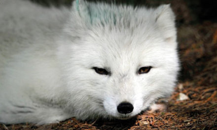 Exploit animal