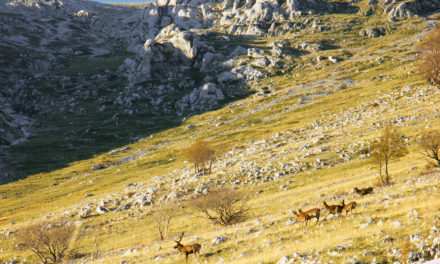 La montagne, l’eldorado du cerf