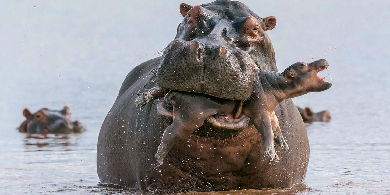 Photo animalière