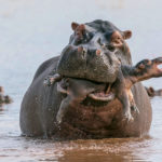 Photo animalière