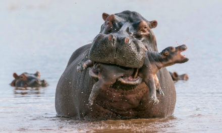 Photo animalière
