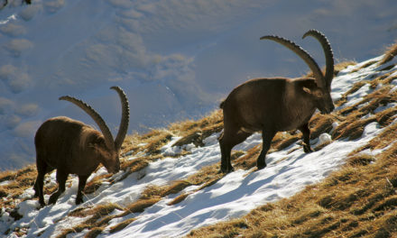 La chasse du bouquetin dans les Alpes vaudoises