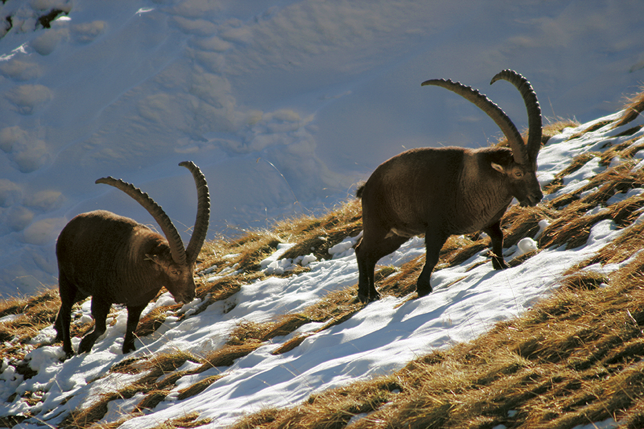 La chasse du bouquetin dans les Alpes vaudoises