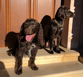 Chiots Wachtelhund / chien d’Oysel