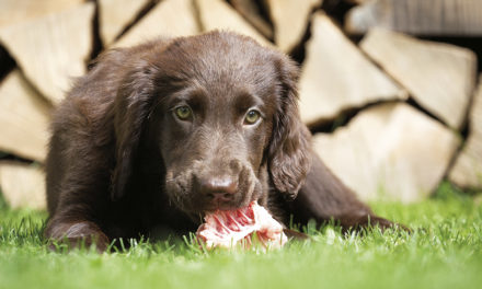 Faut-il nourrir son chien au BARF ?