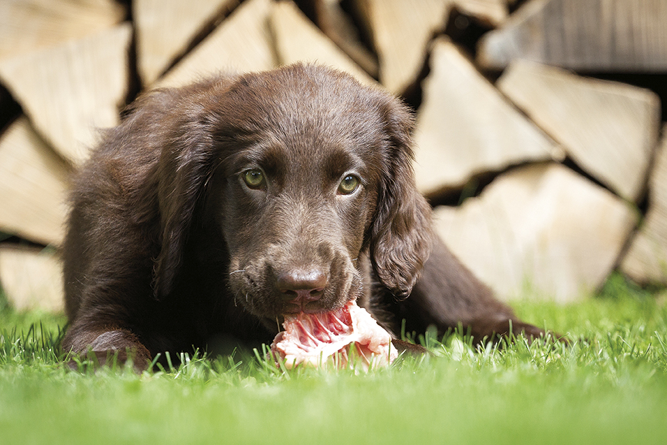 Faut-il nourrir son chien au BARF ?