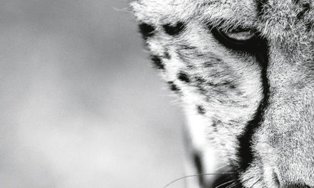 Photos animalières