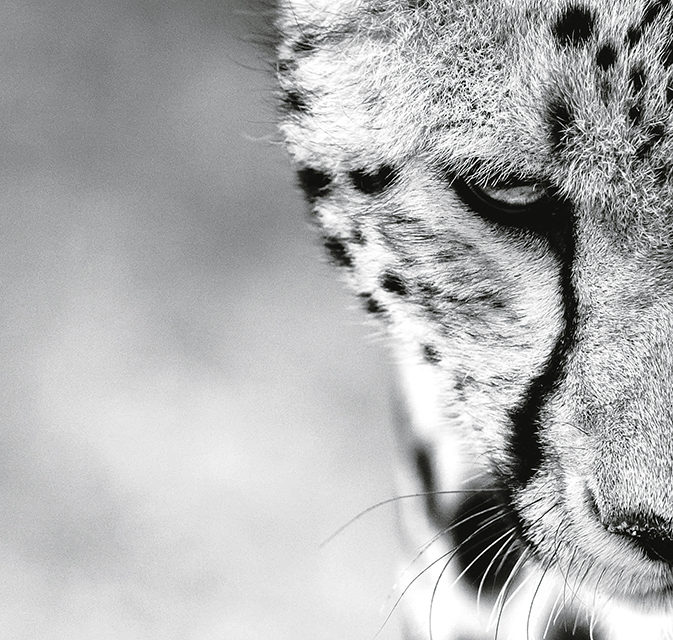 Photos animalières