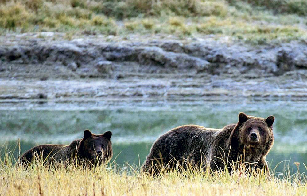 Yellowstone