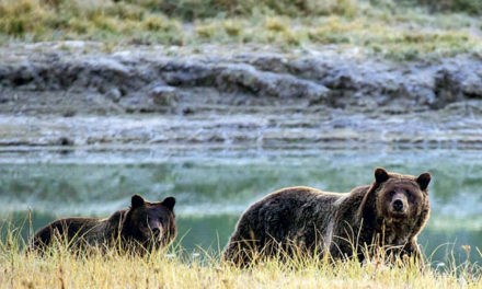 Yellowstone