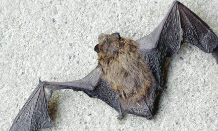 Conflit d’espèces