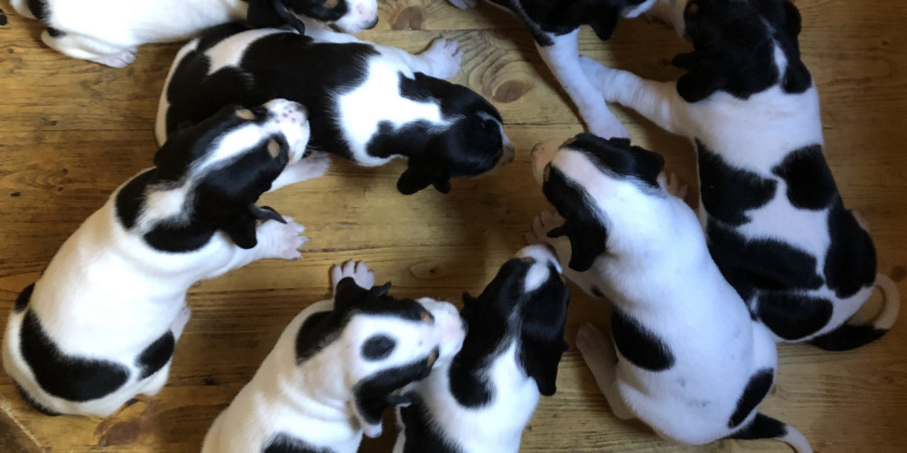 A vendre chiots courant bernois FCI