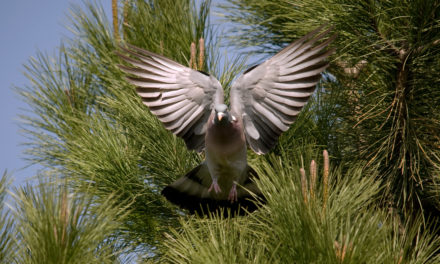 LA PALOMBE, OISEAU SAUVAGE PAR EXCELLENCE