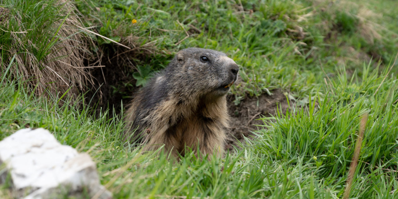 LA MARMOTTE, MÉDECINE  DES ALPES