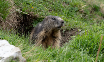 LA MARMOTTE, MÉDECINE  DES ALPES