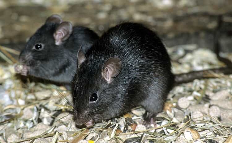 BIODIVERSITÉ