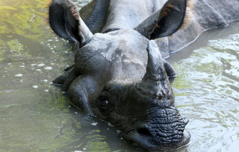 CONSERVATION