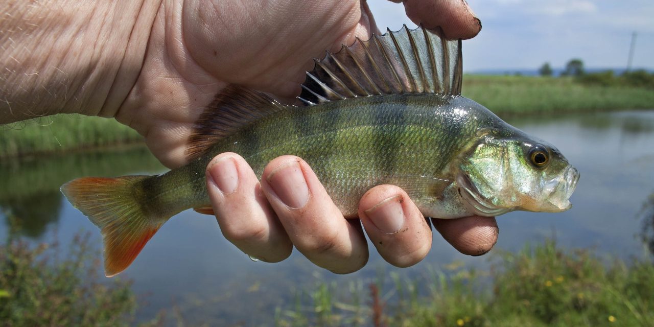 PÊCHE