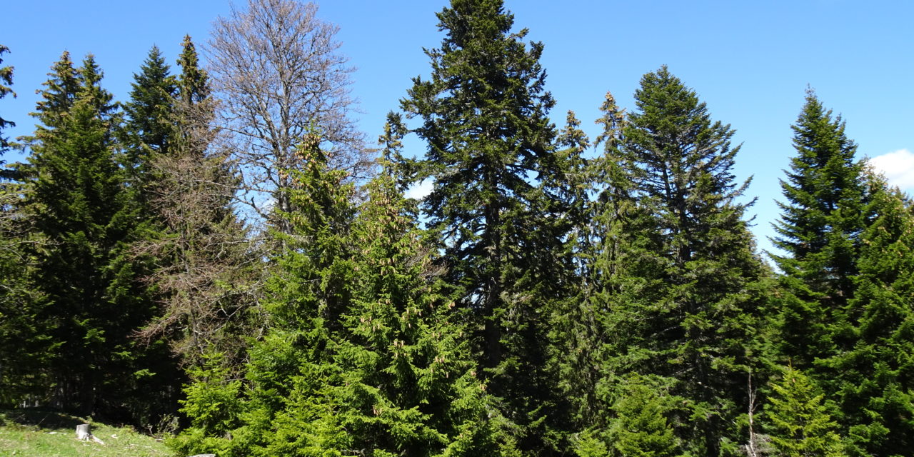 LES  CONIFÈRES  ET AUTRES  RÉSINEUX DE  NOS  FORÊTS