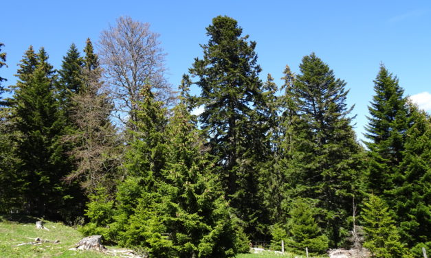 LES  CONIFÈRES  ET AUTRES  RÉSINEUX DE  NOS  FORÊTS