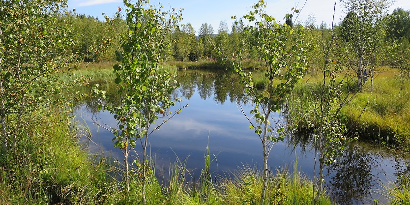 BATRACIENS