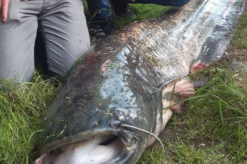 PÊCHE