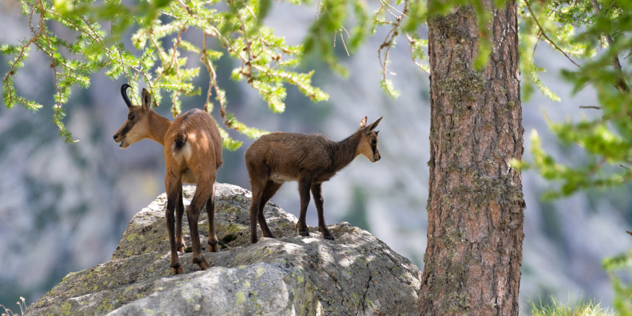 CHAMOIS