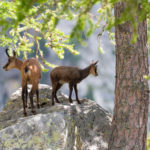 CHAMOIS