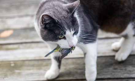 LE VÉRITABLE IMPACT DU CHAT DOMESTIQUE SUR L’AVIFAUNE