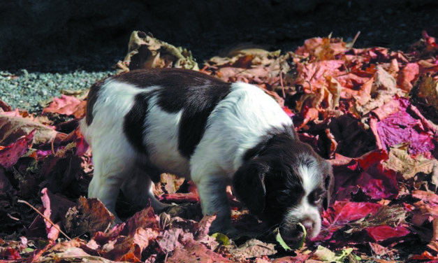 ACQUÉRIR UN CHIEN, EXPÉRIENCES ET CONSEILS