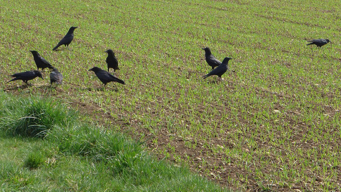 CORVIDÉS