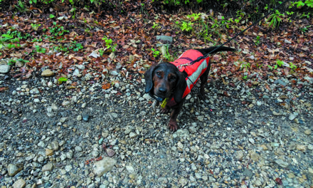 CHASSE AUX CERFS AVEC DES « PETITS » CHIENS !