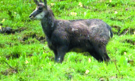 ZONES DE PROTECTION DU CHAMOIS :  SITUATION GAGNANT-GAGNANT  POUR LA FAUNE ET LES CHASSEURS