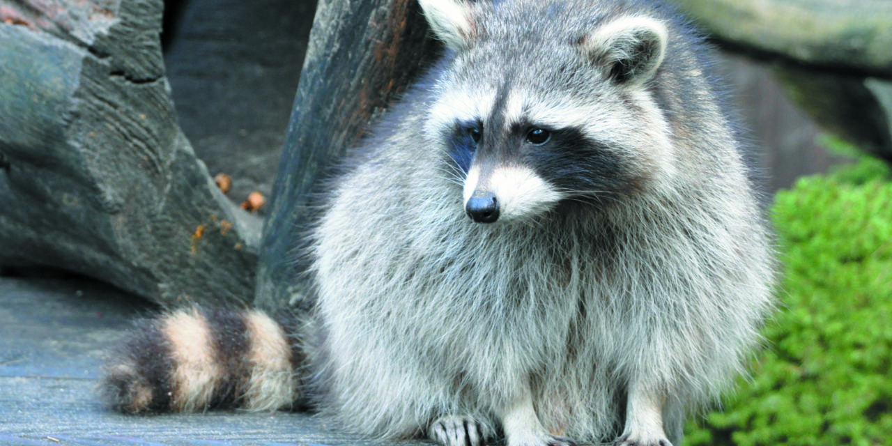 FAUNE INVASIVE