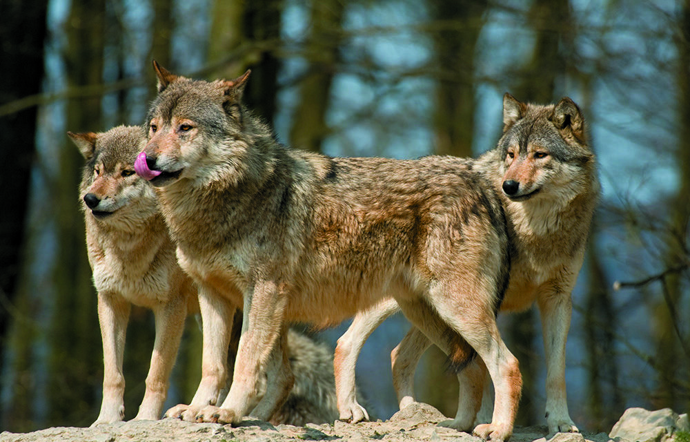 GRANDS CARNIVORES