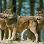 GRANDS CARNIVORES