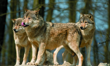 GRANDS CARNIVORES