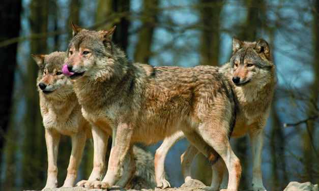 GRANDS CARNIVORES