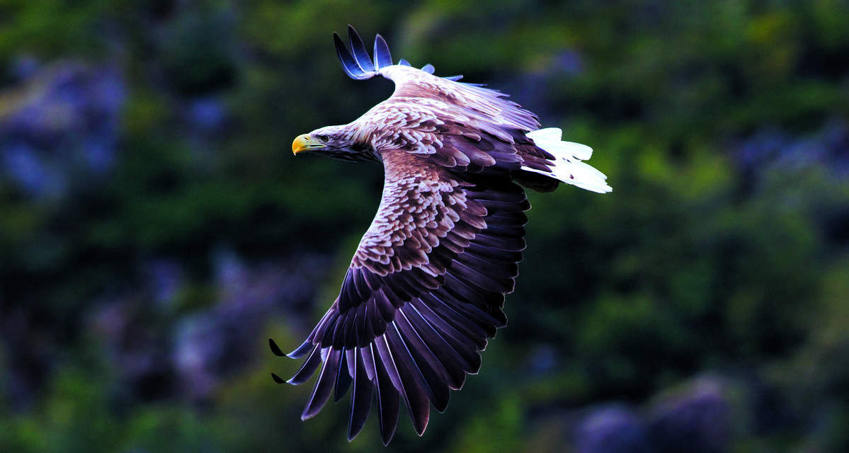 RAPACES