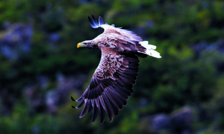 RAPACES