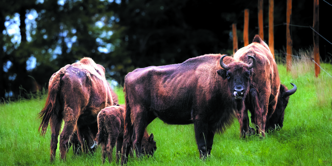 GRANDS HERBIVORES