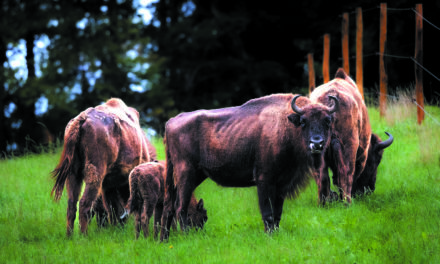 GRANDS HERBIVORES