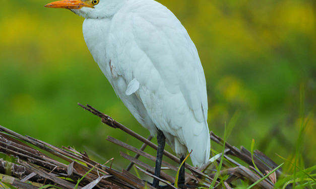 AVIFAUNE