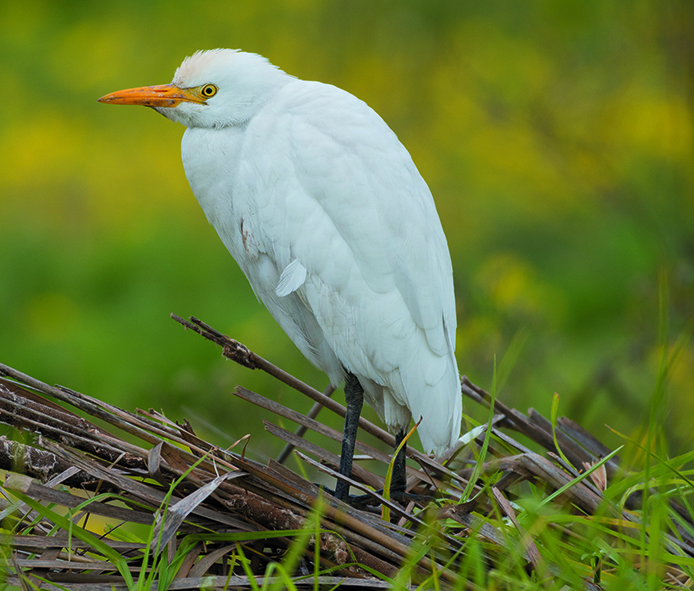 AVIFAUNE