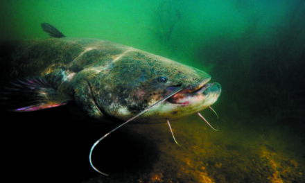 PÊCHE