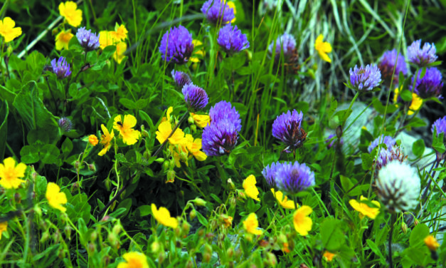 LES  FLEURS  DES ALPES, BIENFAITS, MÊME  POUR  LES CHAMOIS