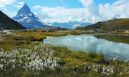 PLANTES ALPINES  ET CHANGEMENT CLIMATIQUE