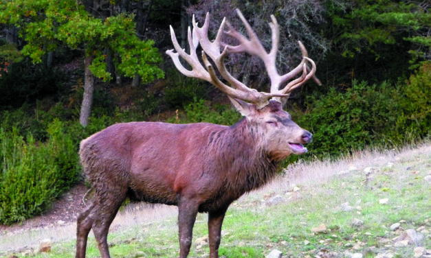 CERF, DE L’IMPORTANCE DU PHOSPHATE DE CHAUX